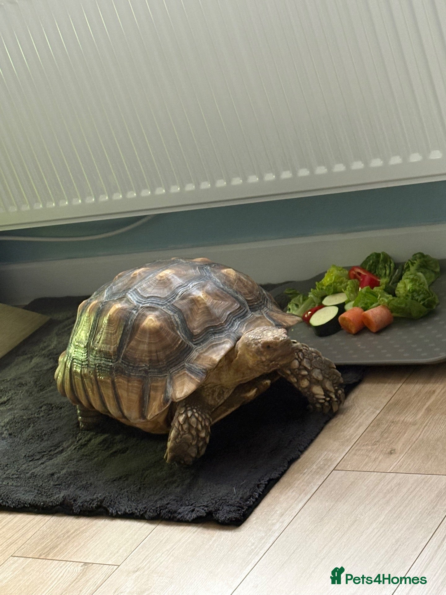 Tortoise reptiles Sulcata tortoise male 6 year old - Advert 1