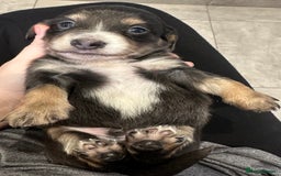 Miniature Dachshund dogs for sale: Long haired miniature dachshund  - Image 7