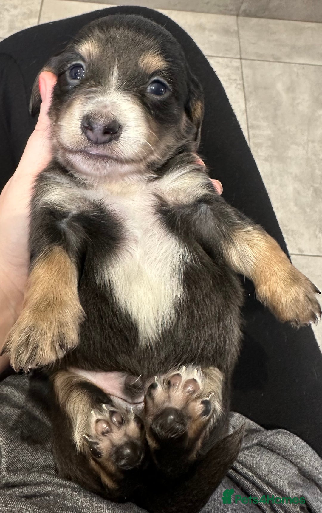 Miniature Dachshund dogs for sale: Long haired miniature dachshund  - Image 7