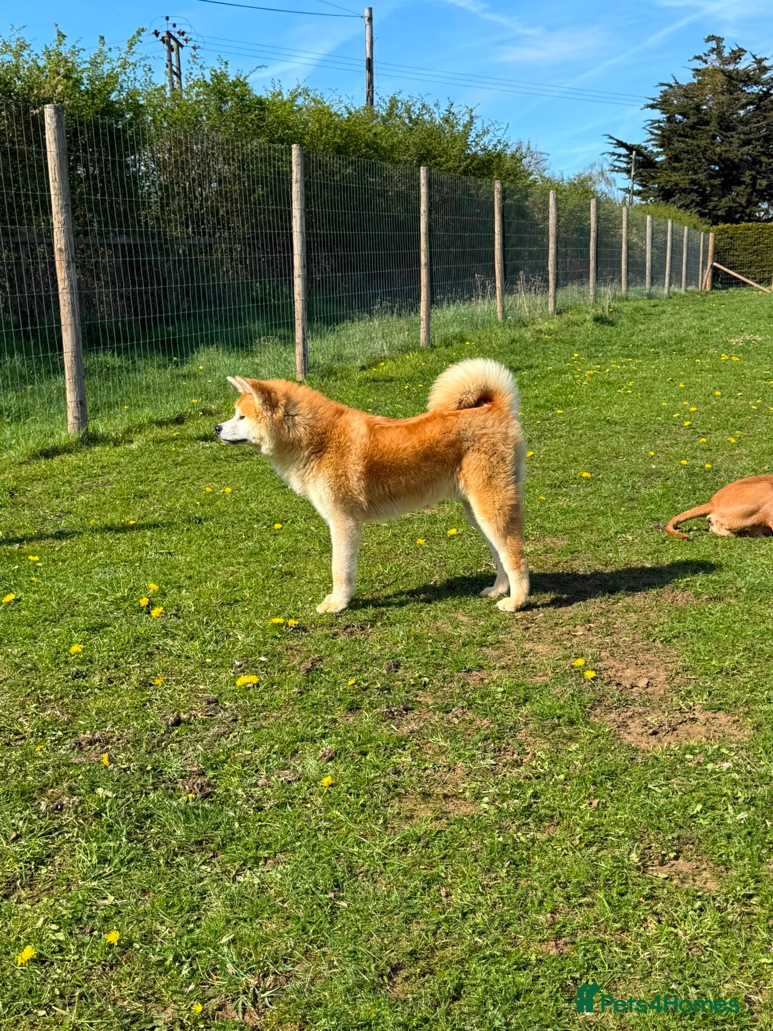 Japanese Akita Inu dogs for sale: Japanese Akita Inu  in Sandy - Advert 2