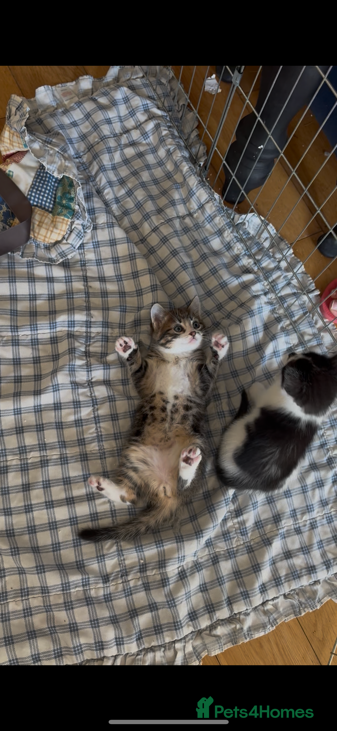 Ragdoll cats for sale: Beautiful Half Ragdoll Kittens - Image 3