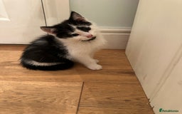 British Longhair cats for sale: Unusual markings  - Image 5