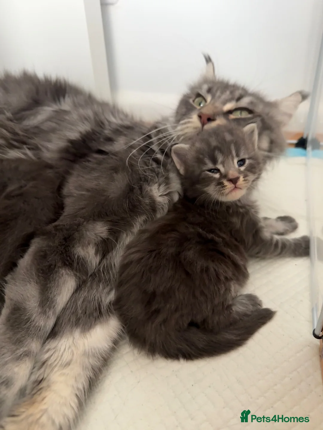 Maine Coon cats for sale: Beautiful 100% Maine coin kittens - Advert 2