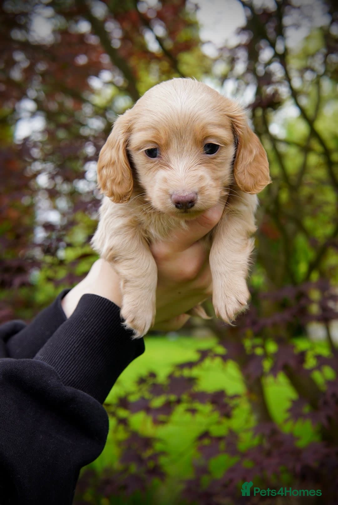 Miniature Dachshund dogs for sale: KC Long Haired Cream Carriers Miniature Dachshunds - Image 14