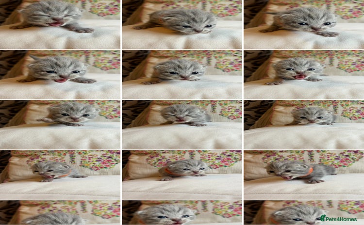 British Shorthair cats - Advert 2