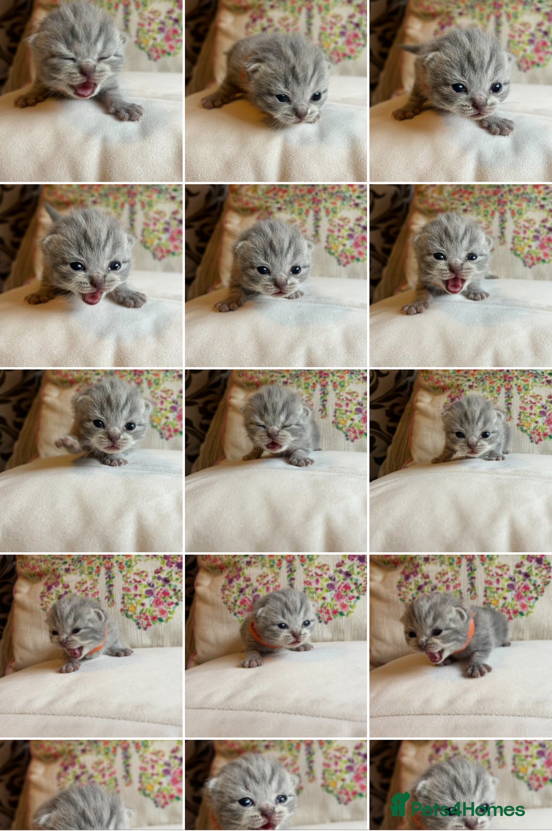 British Shorthair cats for sale: One male and one female remain - Advert 3