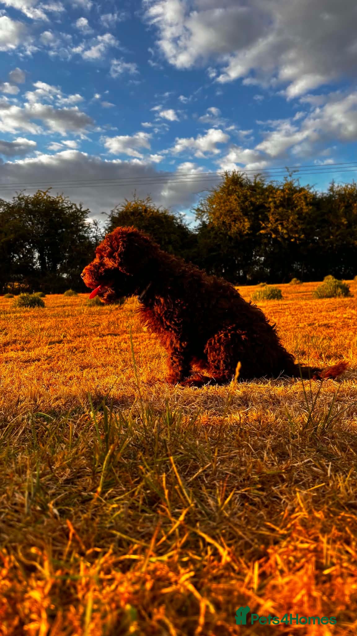 Spanish Water Dog dogs Spanish water dog - Advert 2
