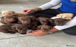 Labrador Retriever dogs for sale: Beautiful Labrador puppies ready the 8th november! - Image 1
