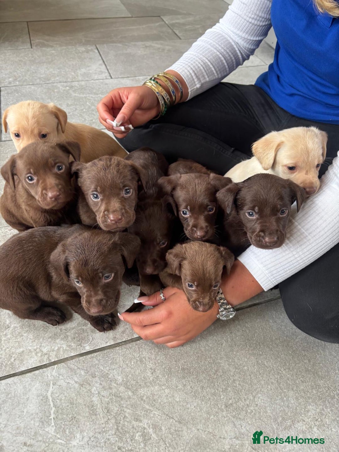 Labrador Retriever dogs for sale: Beautiful Labrador puppies ready the 8th november! - Image 1