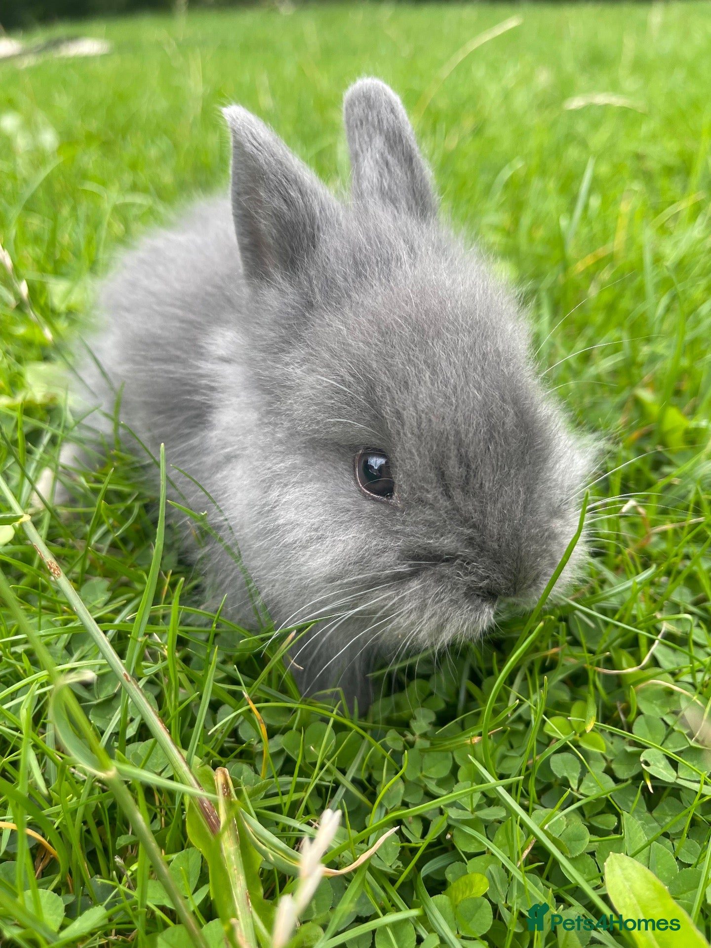 Lionhead rabbits Adorable Lionhead Bunnies  - Advert 2