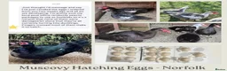 Waterfowl poultry for sale: Muscovy Duck Hatching eggs - Mixed Colour - Advert 1