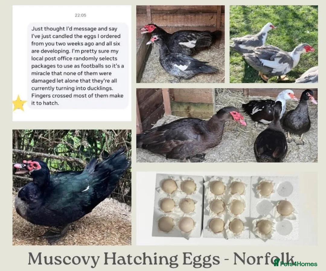 Waterfowl poultry for sale: Muscovy Duck Hatching eggs - Mixed Colour - Advert 1