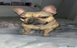 French Bulldog dogs for sale: Rocky  - Image 6