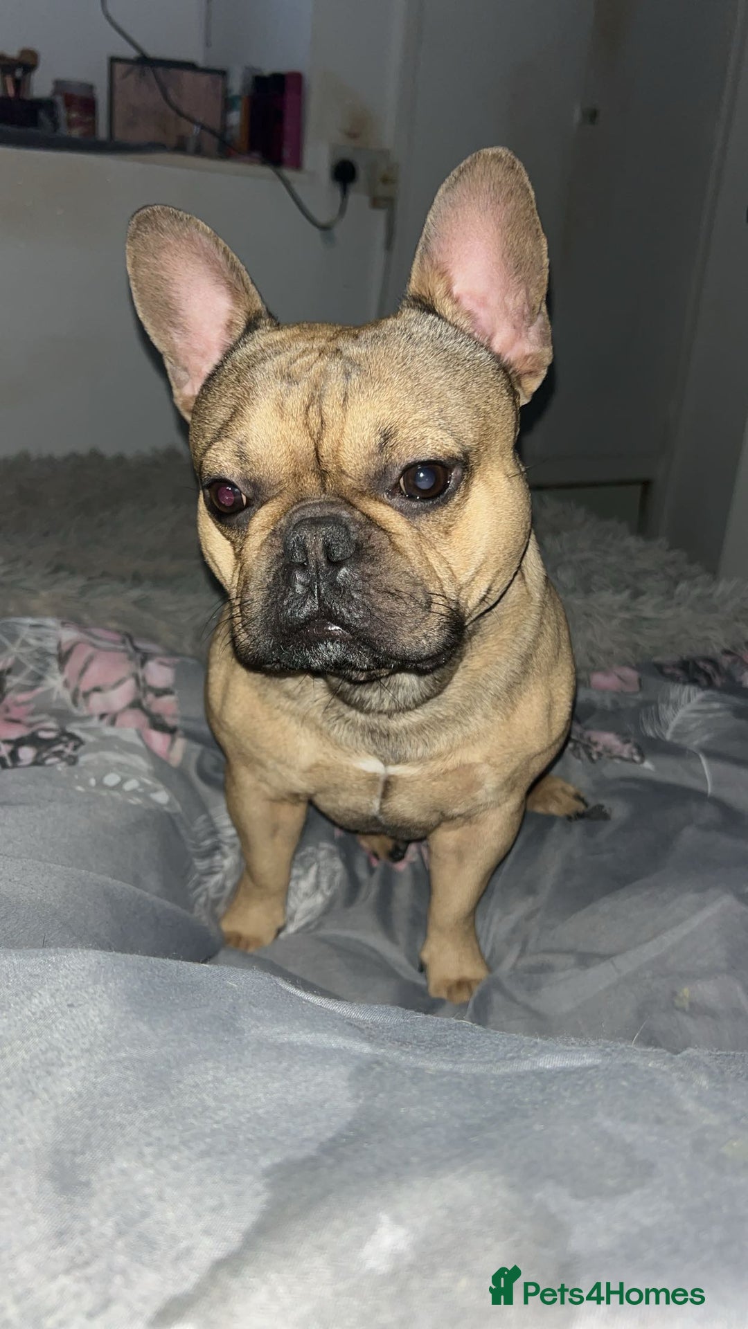 French Bulldog dogs for sale: Rocky  - Image 6