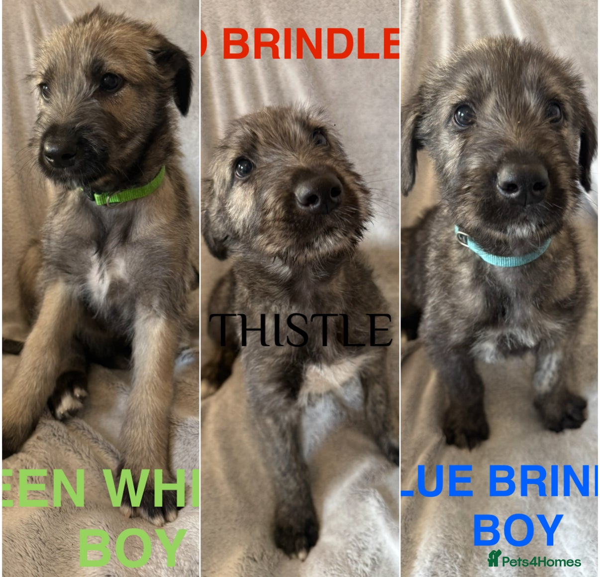 Irish Wolfhound dogs Health Tested, KC Reg Irish Wolfhounds  - Advert 1