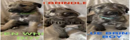 Irish Wolfhound dogs for sale: Health Tested, KC Reg Irish Wolfhounds  - Advert 1