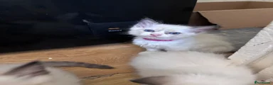 Ragdoll 3