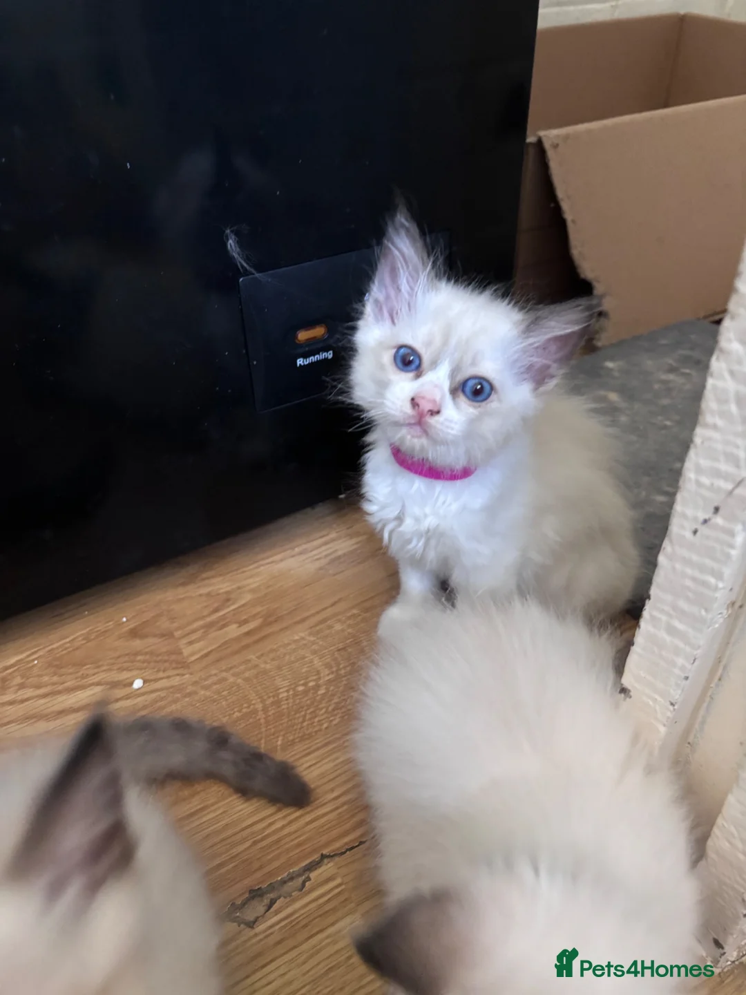 Ragdoll cats for sale: Beautiful pedigree kittens  - Advert 22