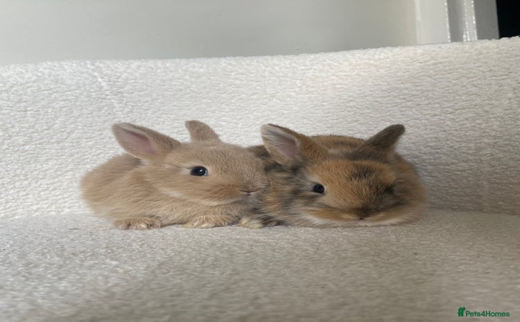 Mini Lop rabbits for sale - Advert 1