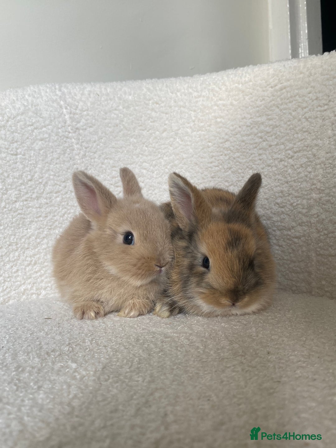 Mini Lop rabbits for sale: Mini lop cross Netherland dwarf  - Image 1