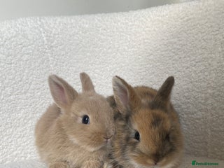 Mini Lop rabbits - Advert 22