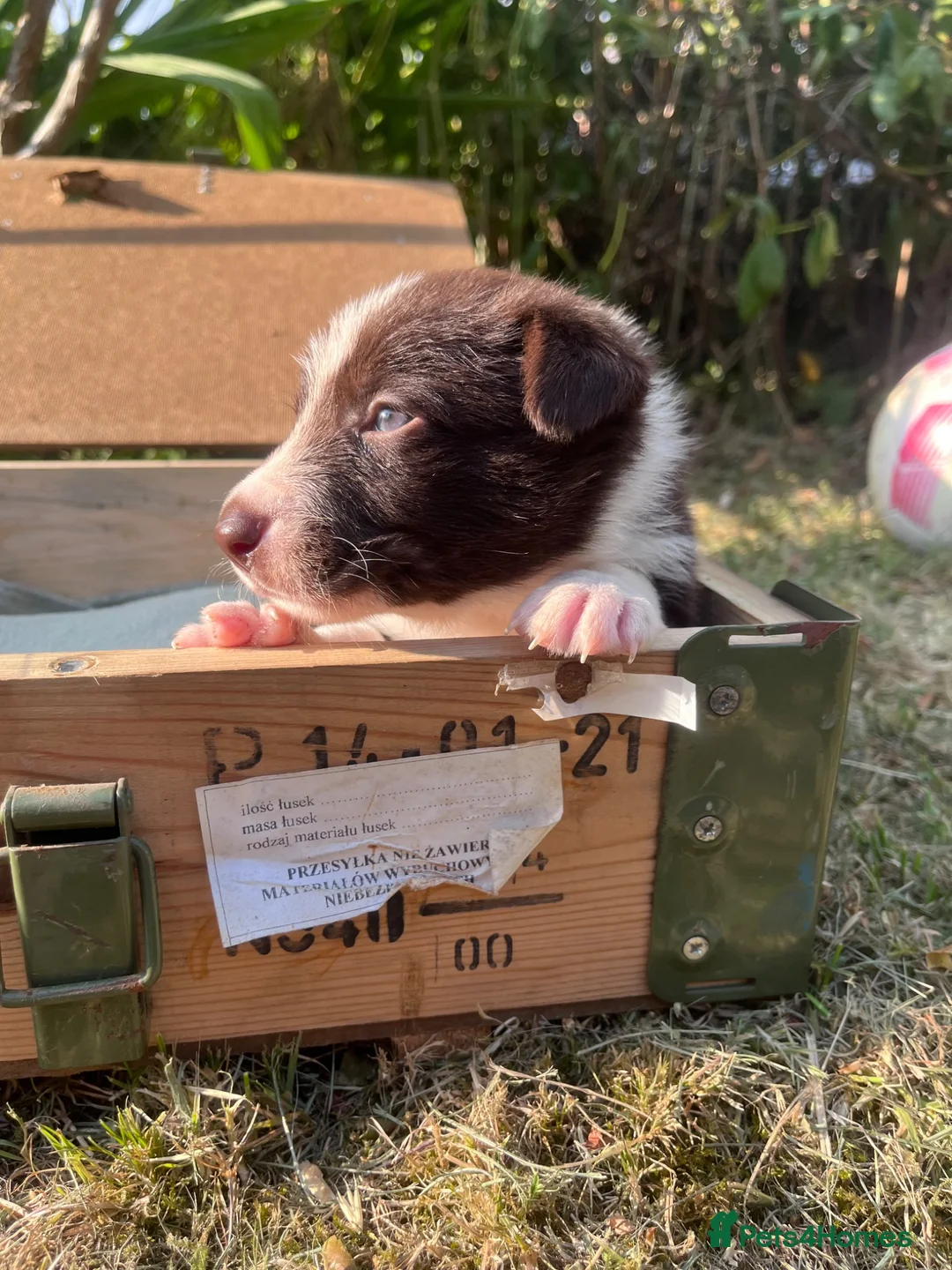 Border Collie dogs for sale: Border Collie Puppies Merles & Red and Whites - Advert 2