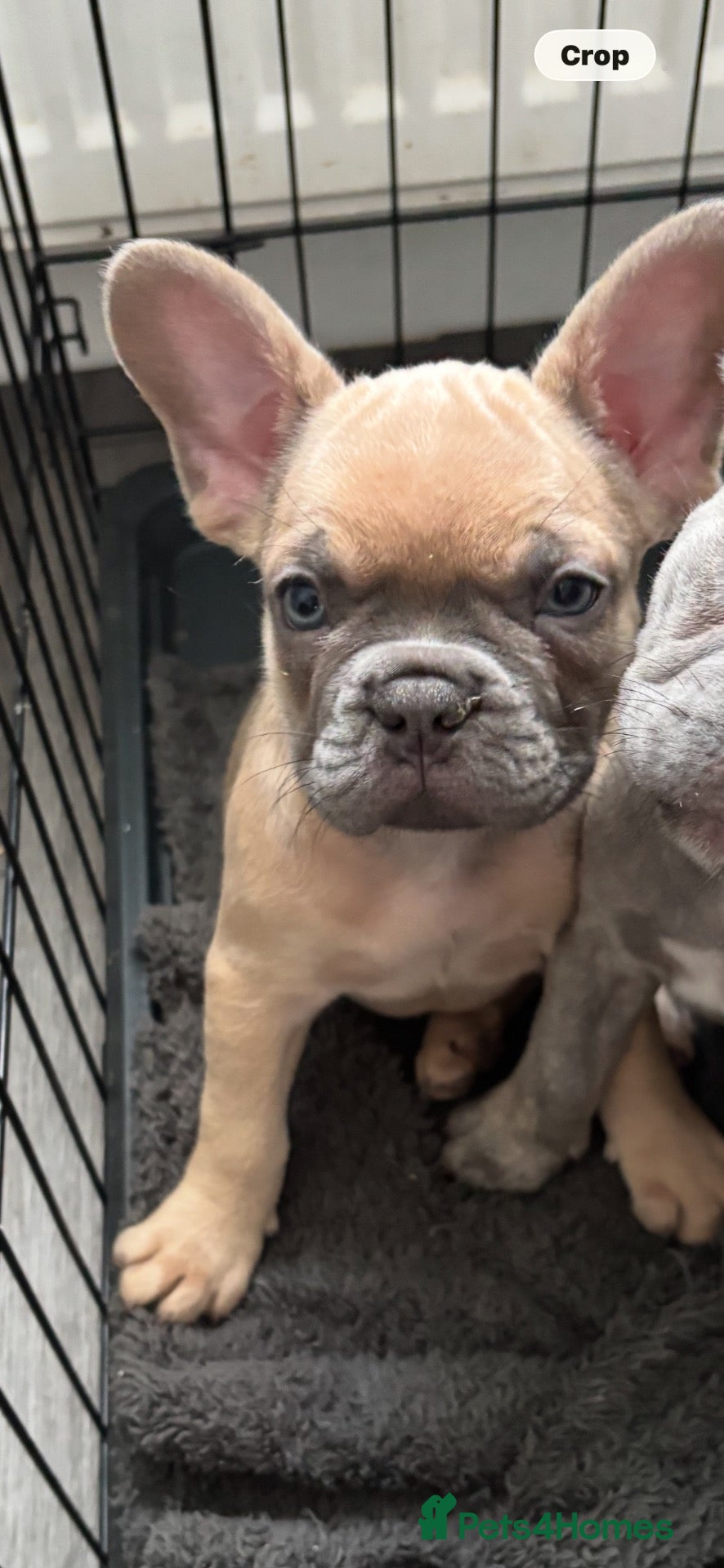 French Bulldog dogs French bulldog  - Advert 1