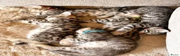 Savannah cats for sale: F4 Savannah Kitten’s original African bloodline - Advert 3