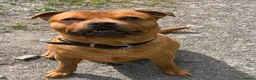 Staffordshire Bull Terrier dogs for stud: For stud- Red Staffordshire bull terrier in Telford - Advert 2