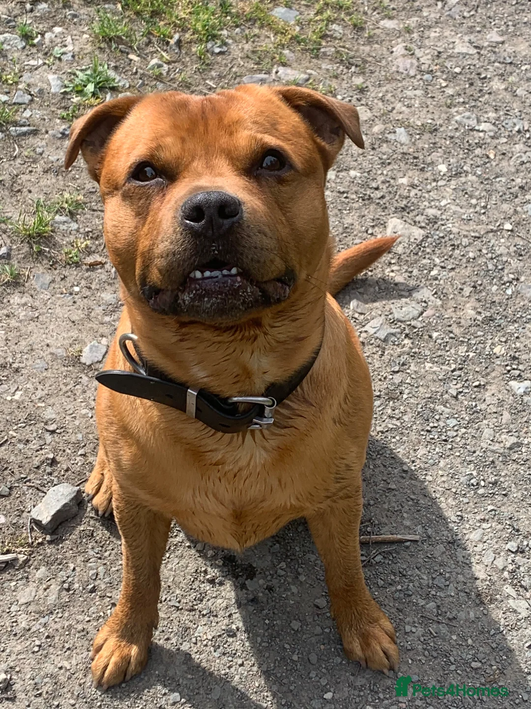 Staffordshire Bull Terrier dogs for stud: For stud- Red Staffordshire bull terrier in Telford - Advert 2