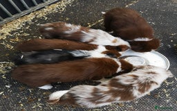 Border Collie dogs for sale: Stunning Fluffy Border Collies Puppies for Sale - Image 23
