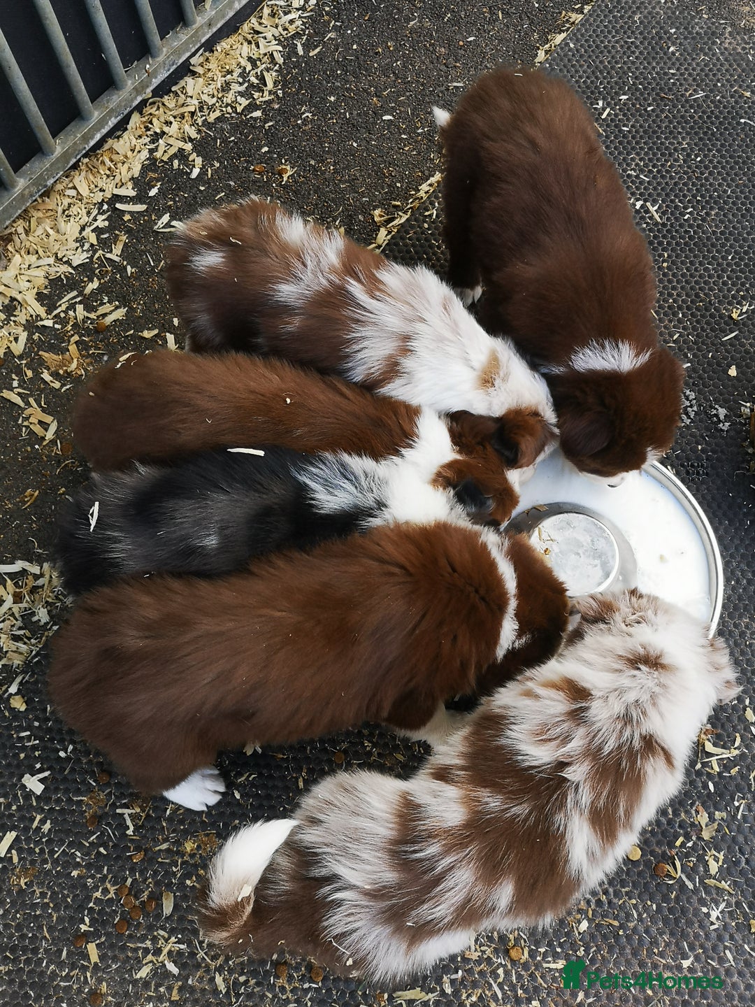 Border Collie dogs for sale: Stunning Fluffy Border Collies Puppies for Sale - Image 23