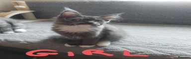 Maine Coon 4