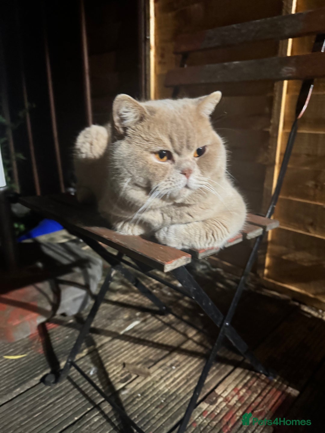 Bengal cats for sale: Bengal and British shorthair mix ginger kitten - Advert 12