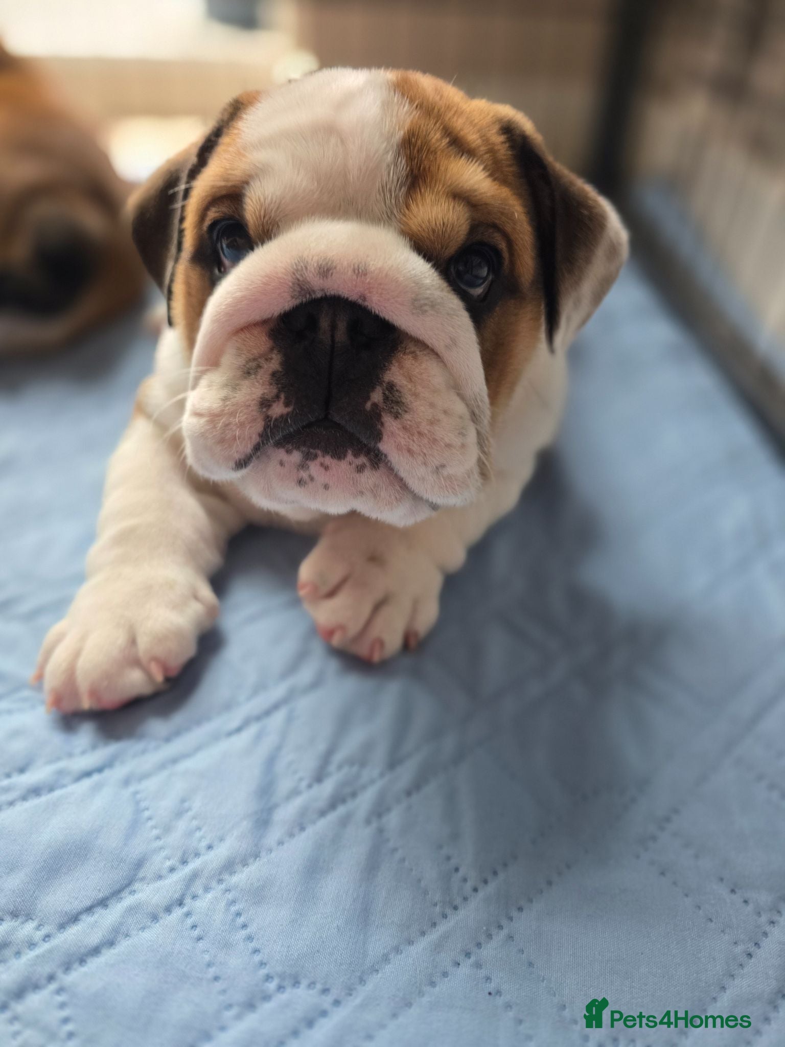 English Bulldog dogs 🐾 Ready next week red/white bulldog pups 🐶 - Advert 15