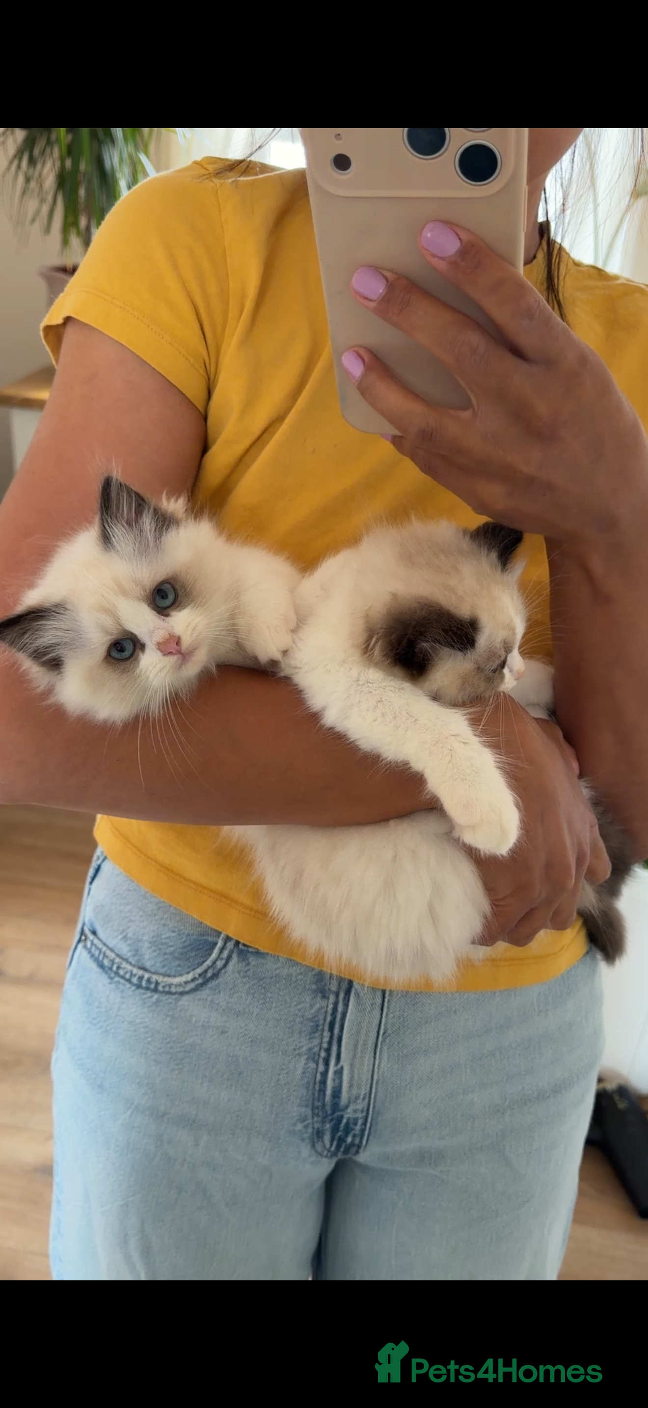 Ragdoll cats ‼️ LONDON OR ENGLAND COLLECTION ‼️ SAT 3RD OCT - Advert 2