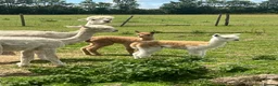 Alpaca livestock for sale: Huacaya Male Alpaca - Advert 4