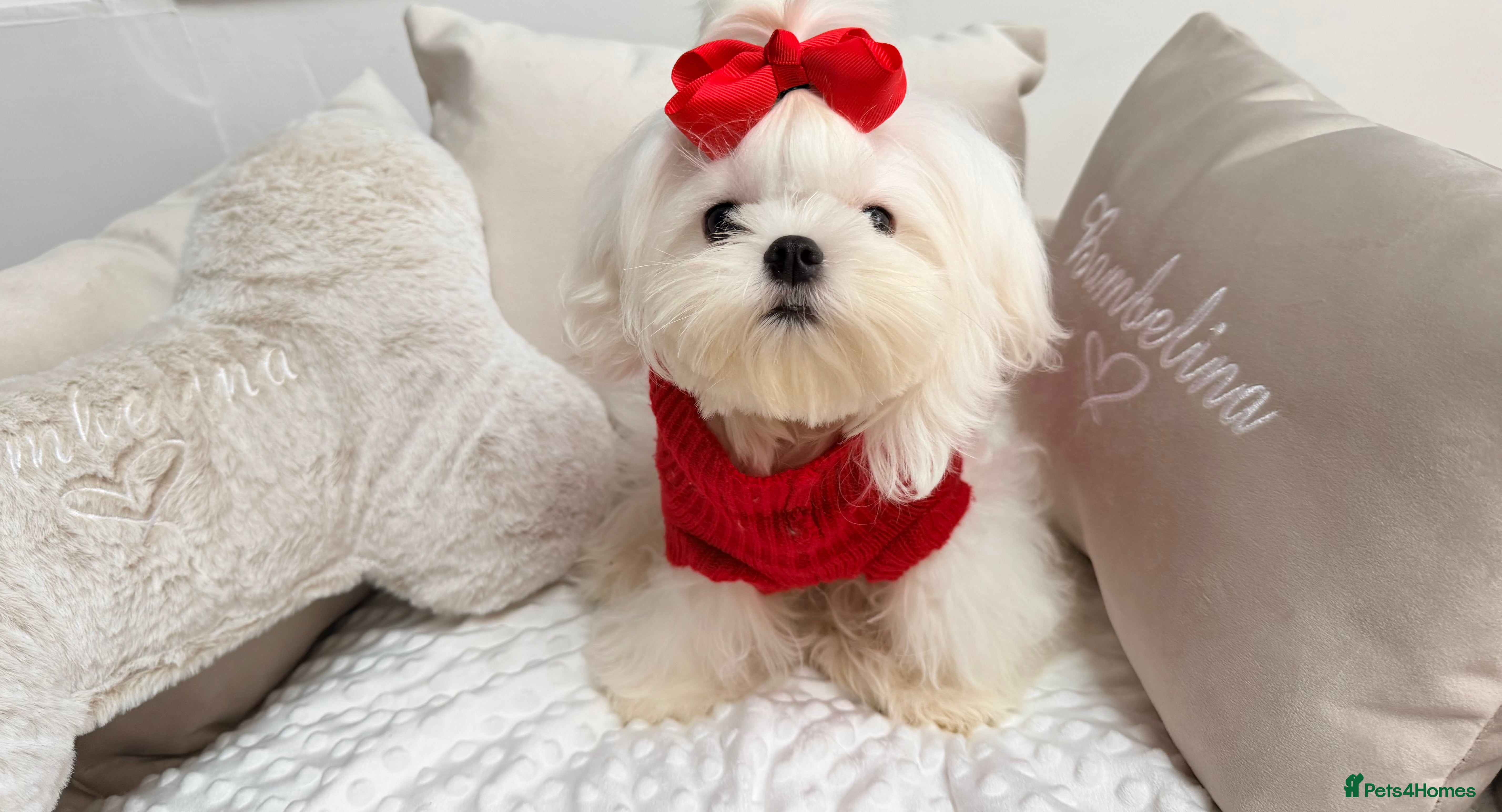 Maltese dogs Beautiful 6 month old Maltese Puppy Ready Now - Advert 9