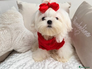 Maltese dogs Beautiful 6 month old Maltese Puppy Ready Now - Advert 11