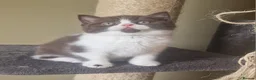 British Shorthair cats for sale: Tica registered British Shorthair Boy in Wigan - Advert 12
