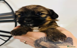 Tibetan Terrier dogs for sale: KC Reg, Fully Health Tested Tibetan Pups - Image 8