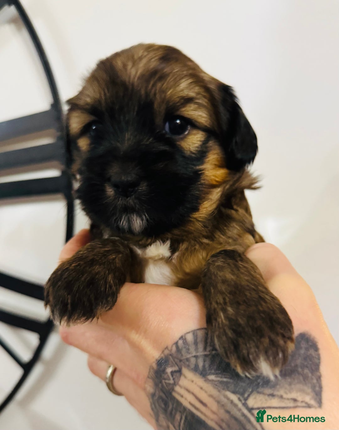 Tibetan Terrier dogs for sale: KC Reg, Fully Health Tested Tibetan Pups - Image 8