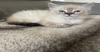 Ragdoll cats - Advert 14