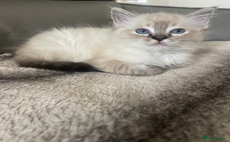 Ragdoll cats - Advert 1