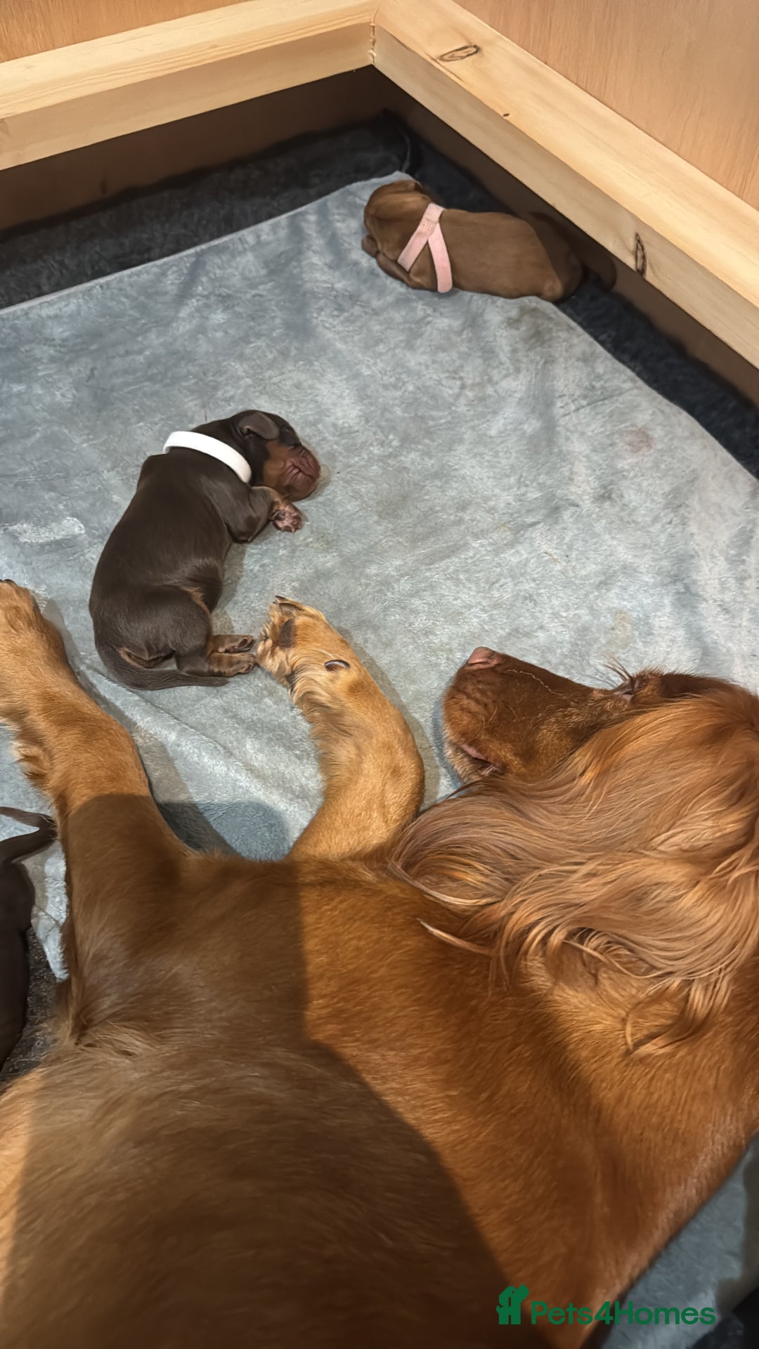 Cocker Spaniel dogs for sale: Working cocker Female Puppy  - Advert 10