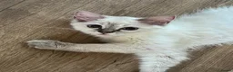 Ragdoll cats for sale: GCCF registered girl looking for her forever home - Advert 9