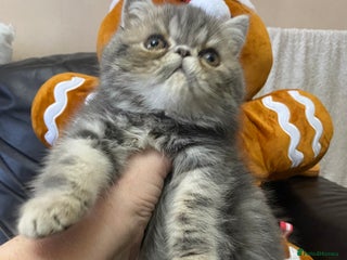 Exotic cats 1 BABY BOY Exceptional Persian Exotic litter - Advert 5