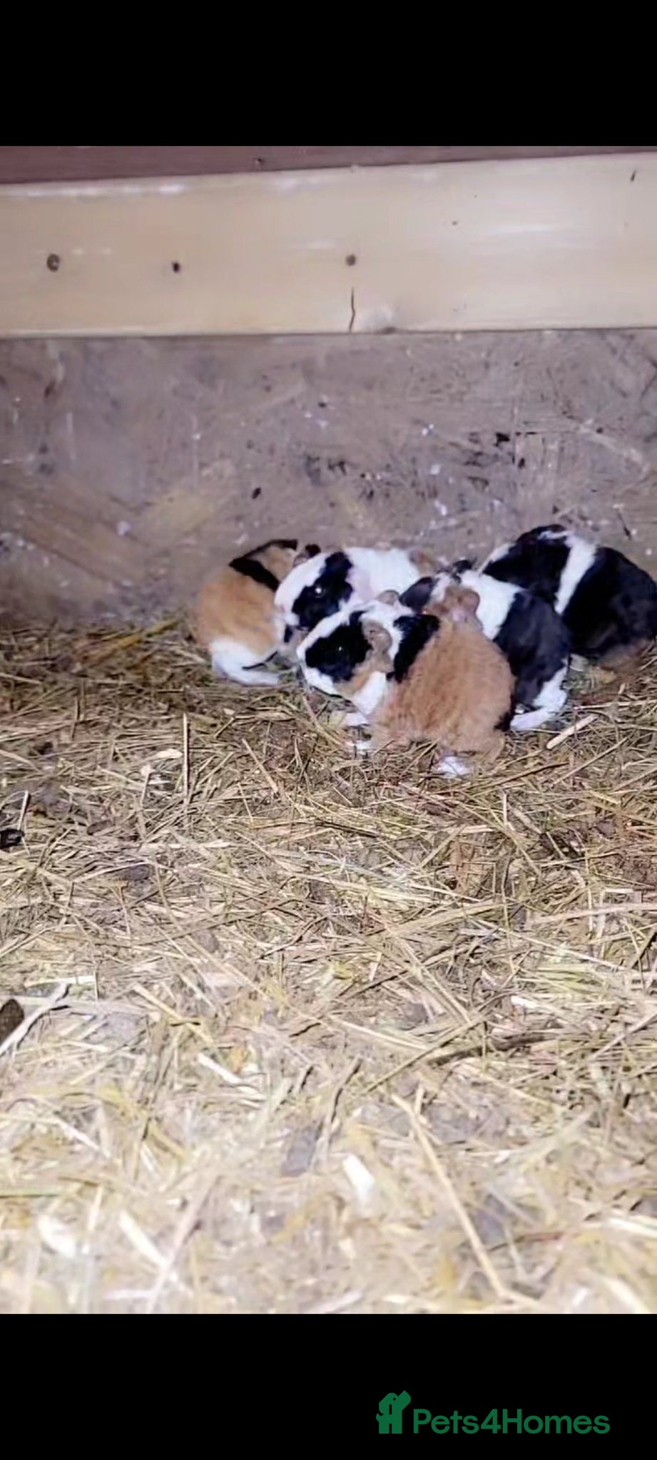 Guinea Pig rodents mixed baby guniea pigs - Advert 1