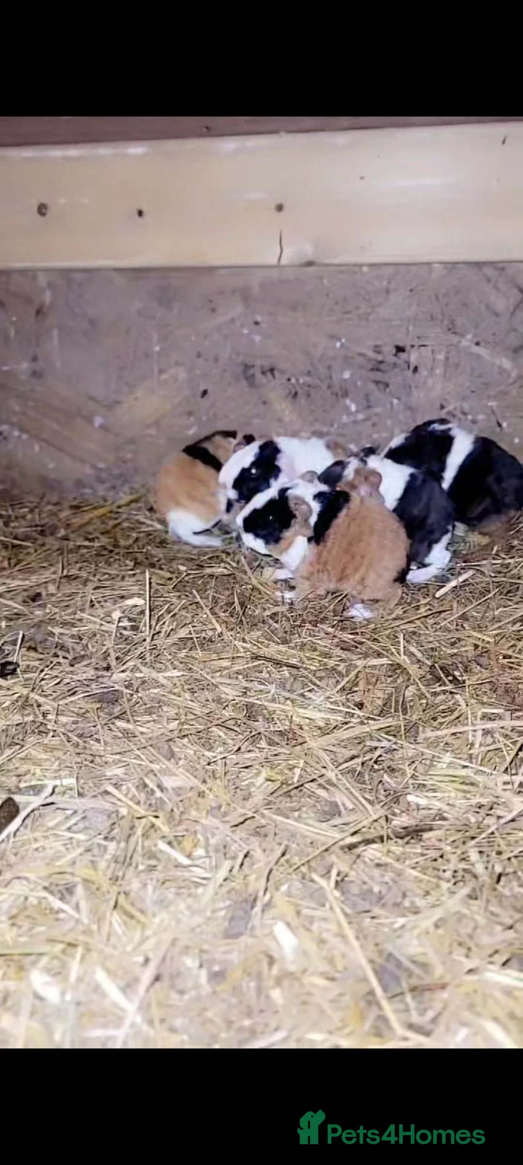 Guinea Pig rodents for sale: guniea pigs - Advert 2