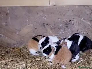 Guinea Pig rodents mixed baby guniea pigs - Advert 1